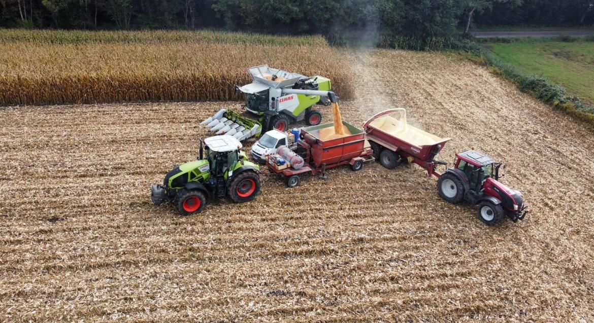 Luftaufnahme der Körnermaisernte mit Mähdrescher beim Drusch