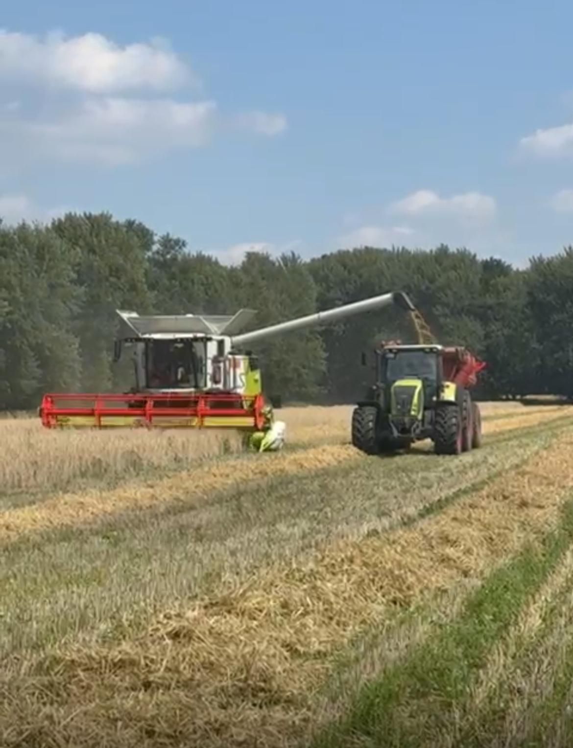 Claas Mähdrescher beim Getreidedrusch, Korn wird in Überladewagen abgetankt