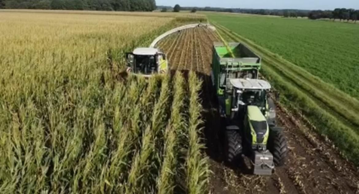 Luftaufnahme: Claas Feldhäcksler im Silomais überlädt in das Transportgespann